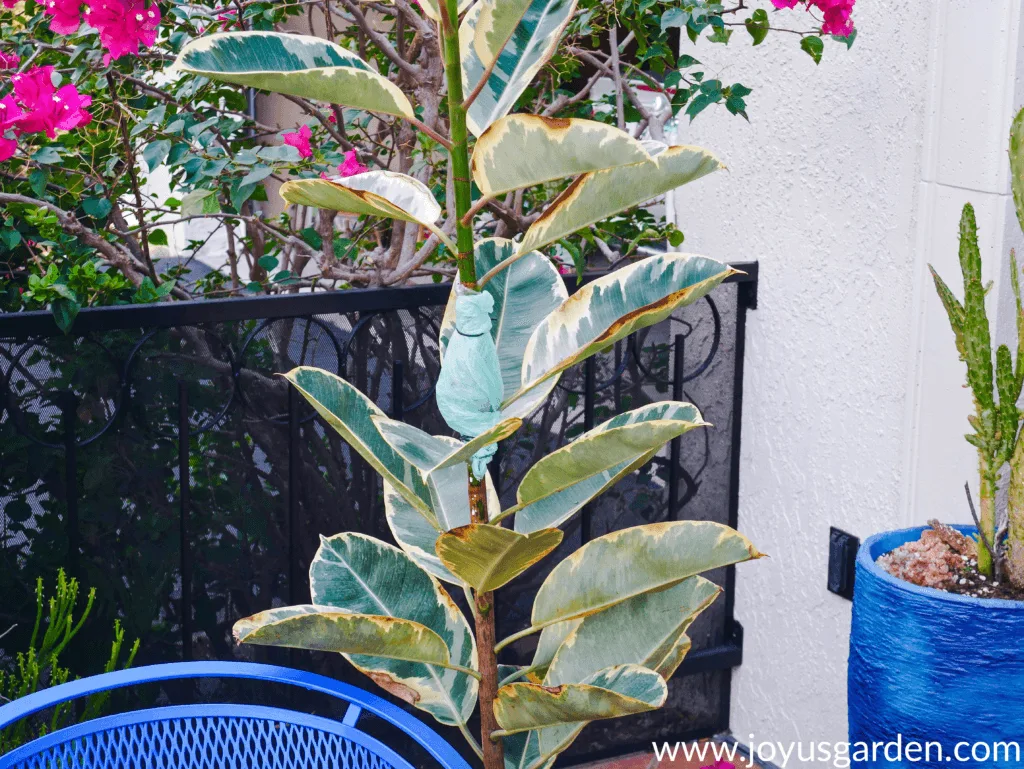 a variegated rubber plant rubber tree with a single stem being air layered 