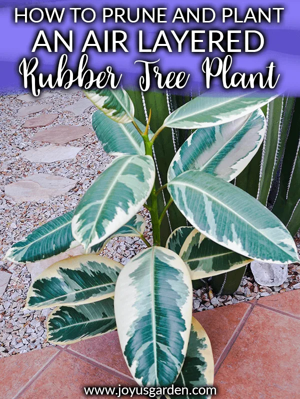 close up of a variegated rubber plant rubber tree in front of a cactus the text reads how to prune & plant an air layered rubber tree plant