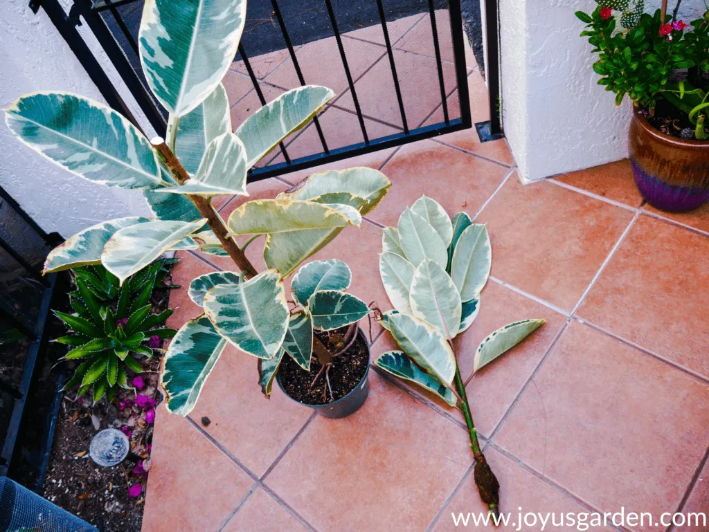 variegated rubber plant rubber tree which has been air layered & cut off lays next to the mother plant