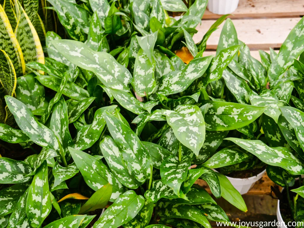 agalonema chinese evergreen marias sit on a table next to snake plants