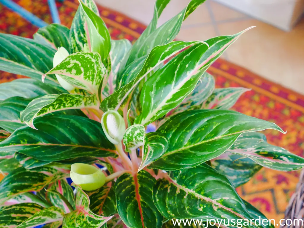 close up of the spathe flower & foliage of an aglaonema red