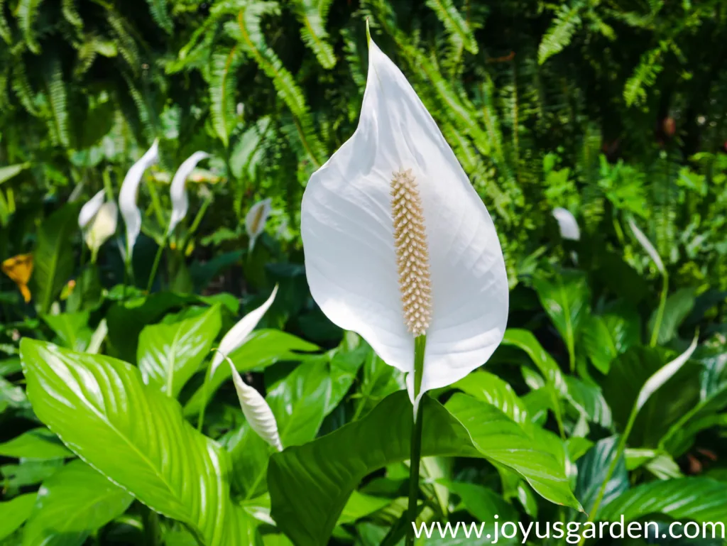 close up of the spathe flower of a spathiphyllum peace lily