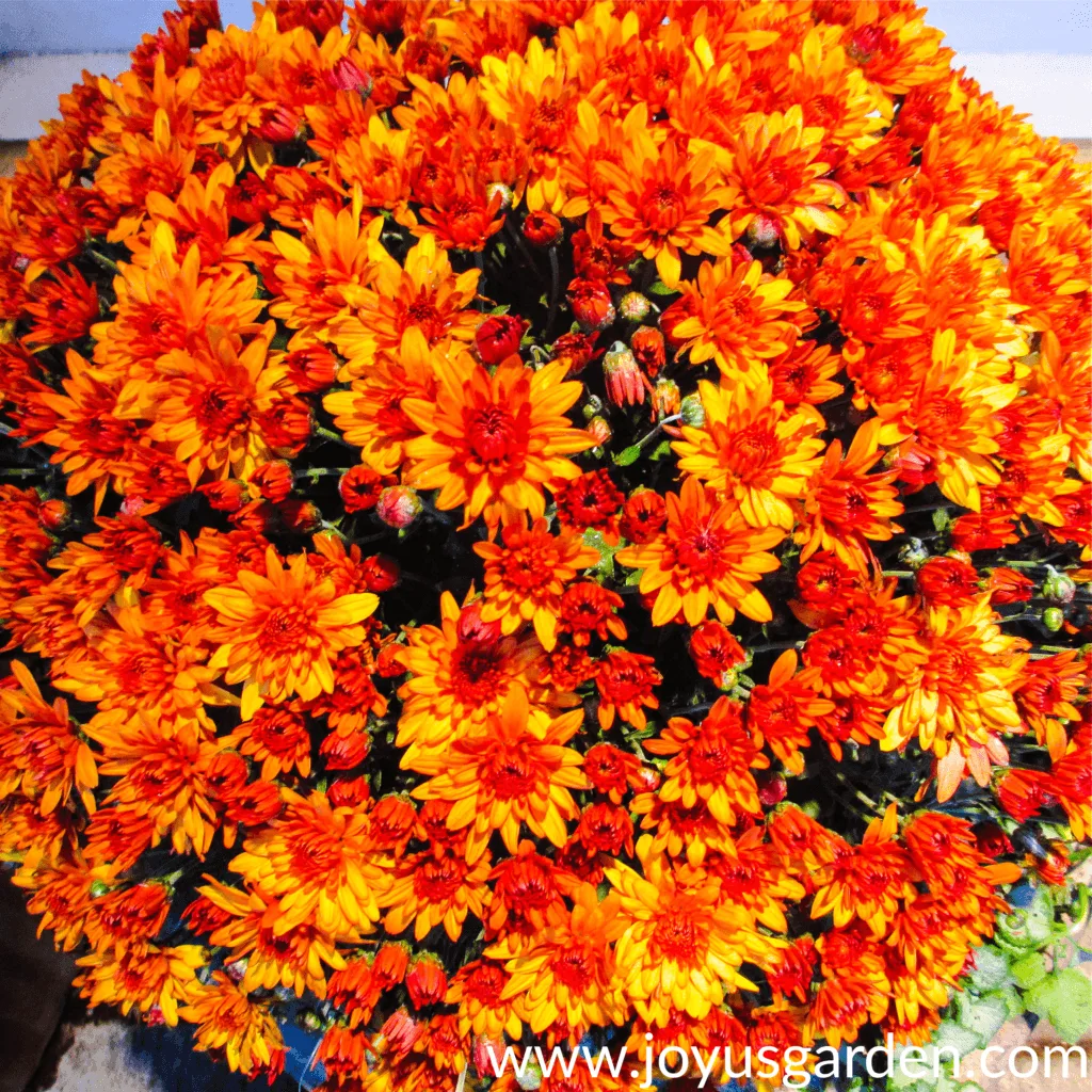 Gorgeous orange Chrysanthemums