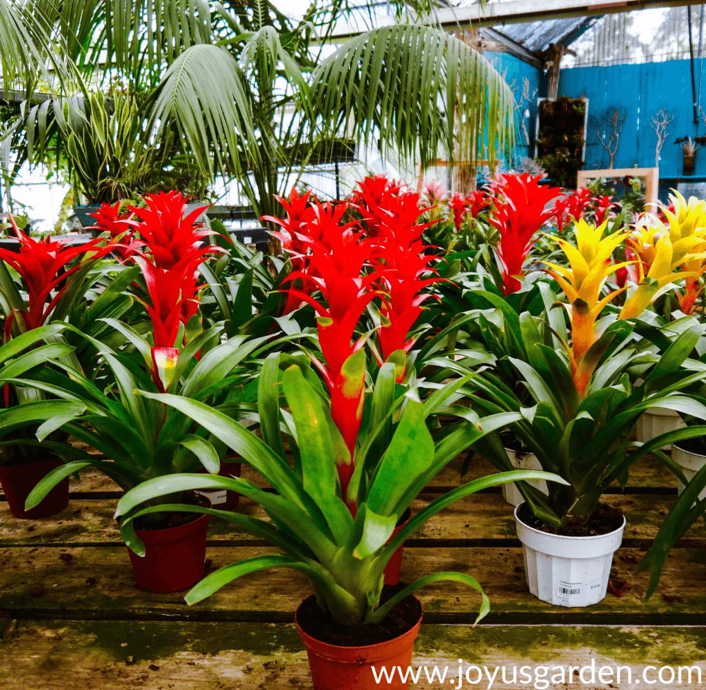 Colorful Bromeliads are great for fall