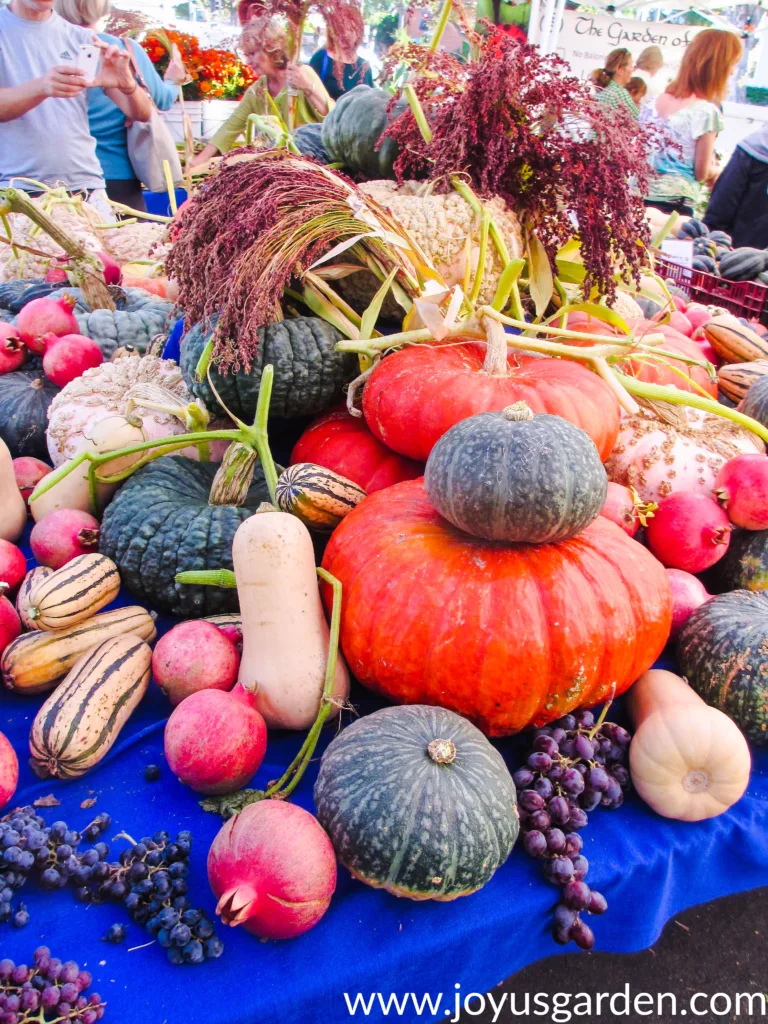 a large display of pumpkins & other fall squashes in many shapes & sizes