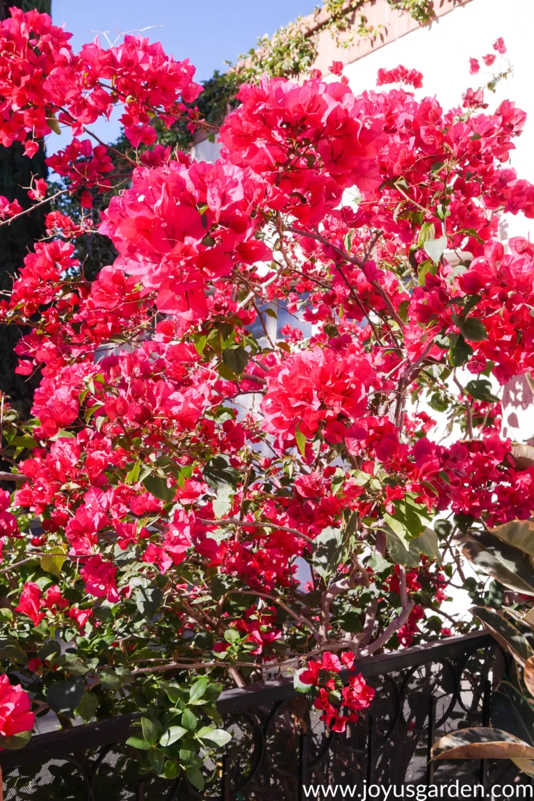 vibrant r/pink bougainvillea barbara karst in full bloom against a white building