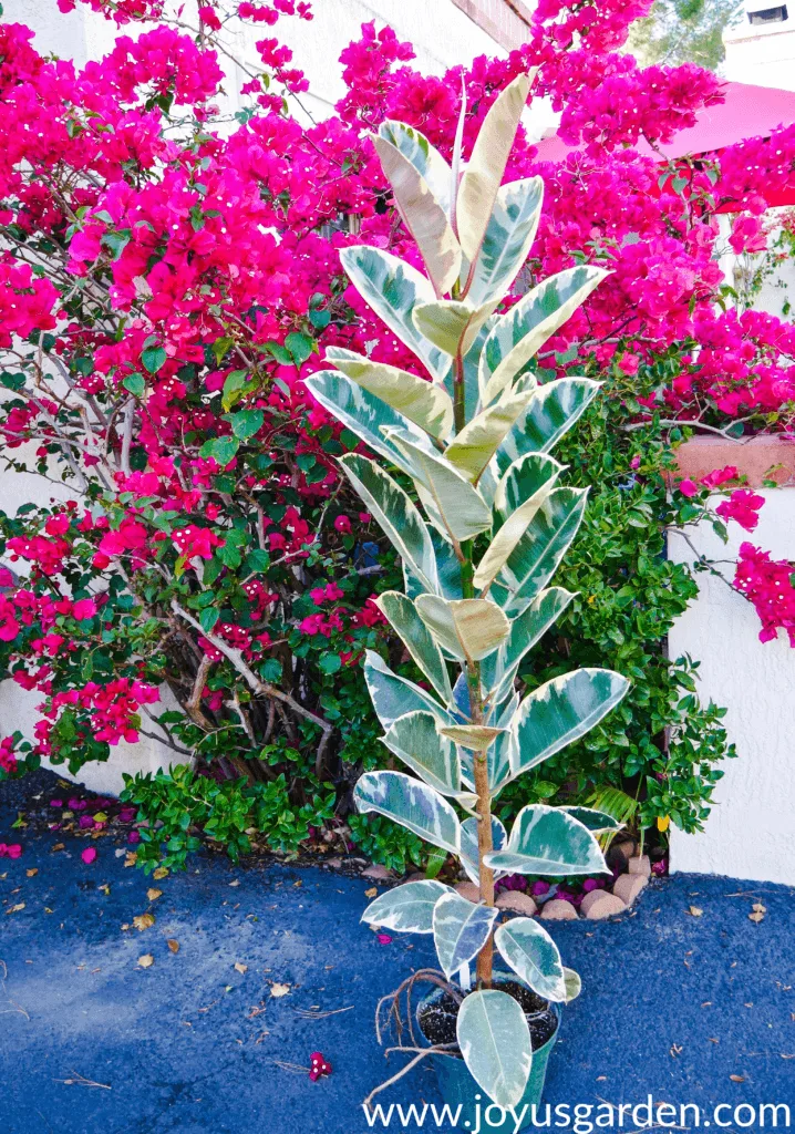 a tall narrow variegated rubber plant sits in front of a colorful pink/magenta bougainvillea