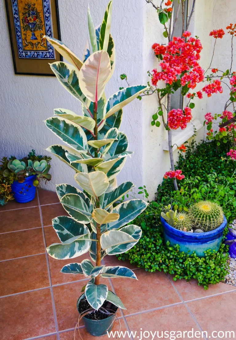 a tall, narrow variegate rubber plant sits on a walkway with other plants with other plants in the back ground