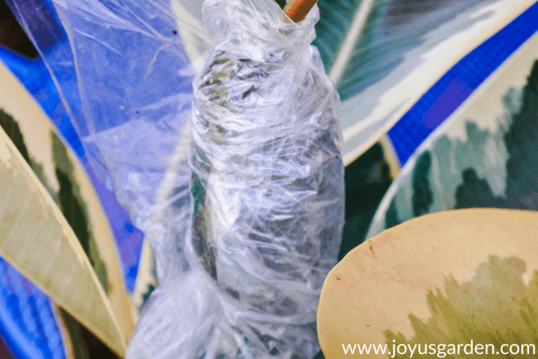 How To Propagate A Rubber Plant By Air Layering Joy Us Garden