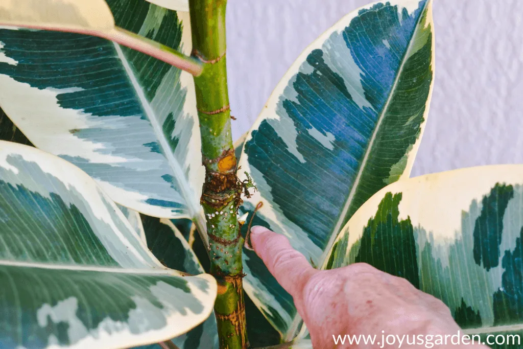 roots appearing on the stem of an air layered Rubber Plant rubber tree