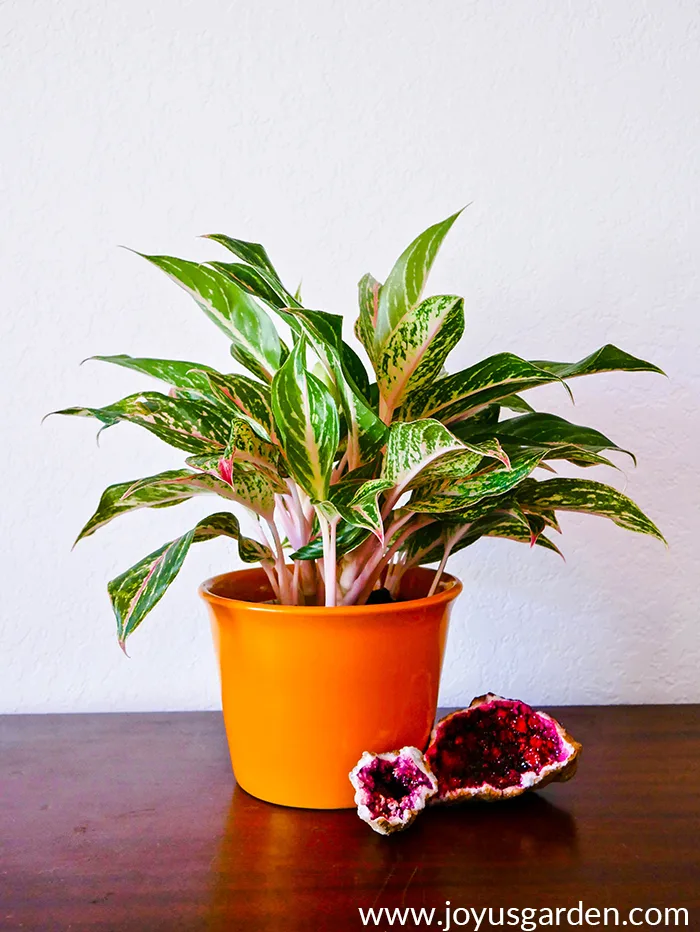 Chinese-Evergreen-Care