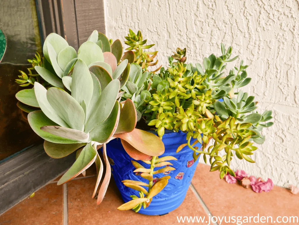 A mature mixed succulent planting in a blue pot growing outdoors.