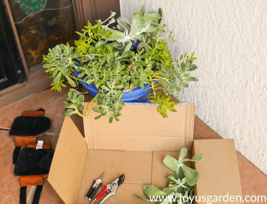 A succulent planter in the corner with knee pads & a box with pruners & succulent cuttings in the foreground.