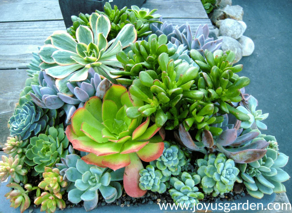 Close up of a beautiful mixed succulent planting with different colors & foliage types.