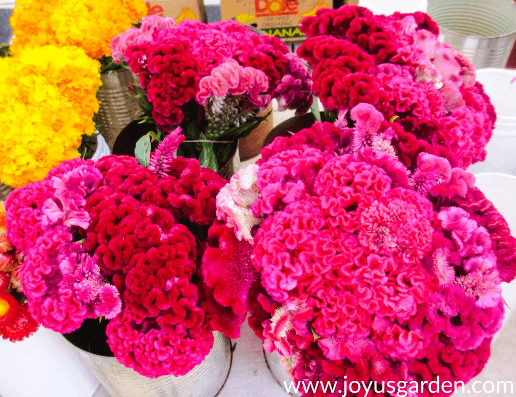 A variety of brightly colored celosia