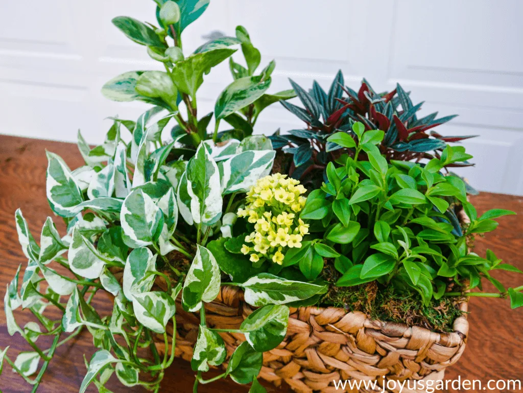 close up of a dish garden with a variety of plants in a rectangular basket