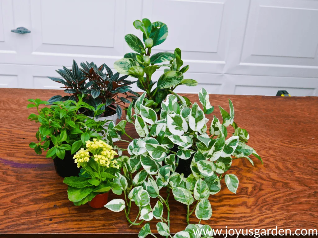 a variety of 4" houseplants grouped on a table used for dish gardening