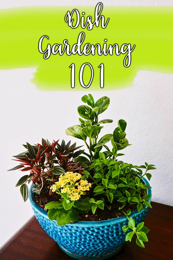 dish gardening 101