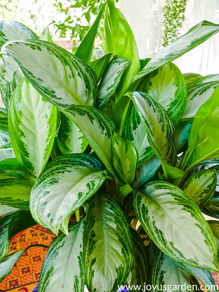 close up of the large, patterned leaves of an Aglaonema Silver Bay