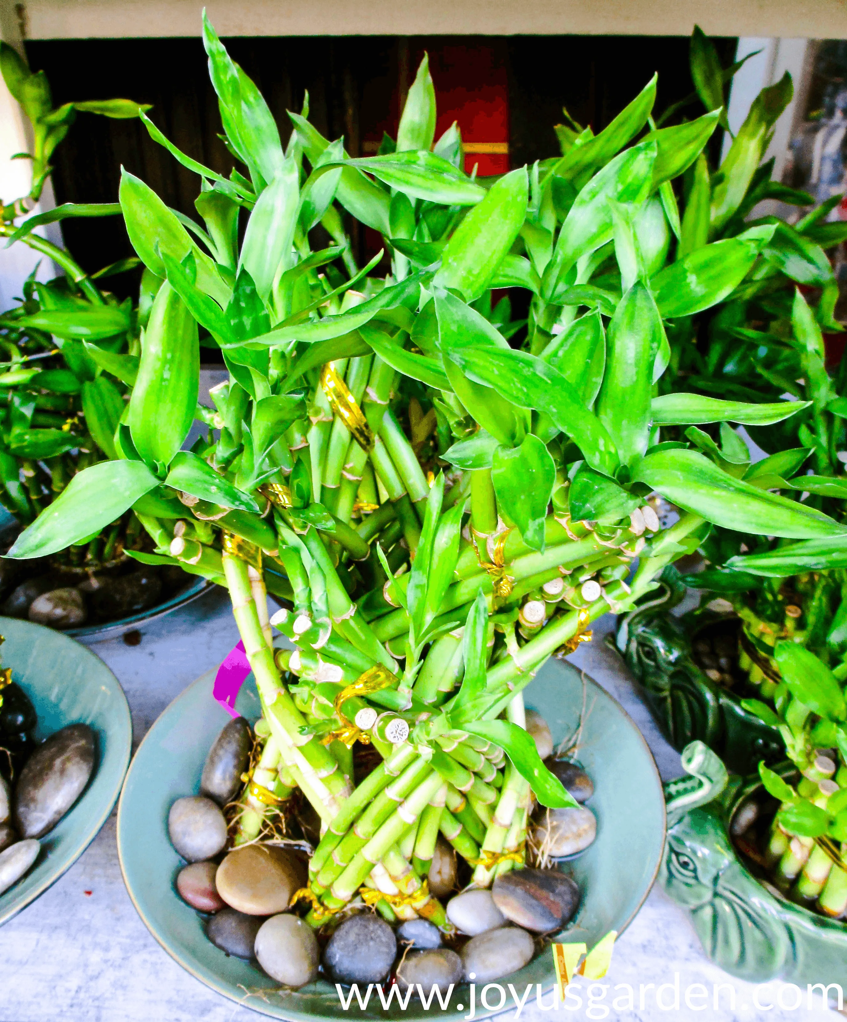 intertwined canes of lucky bamboo grow in a low dish with large round pebbles