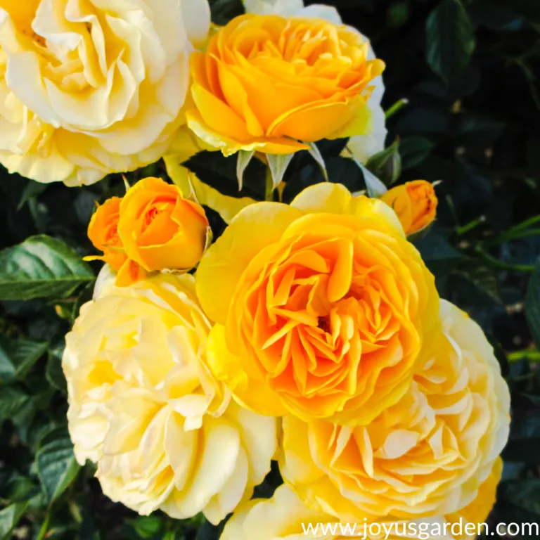 a cluster of beautiful yellow roses growing on a bush