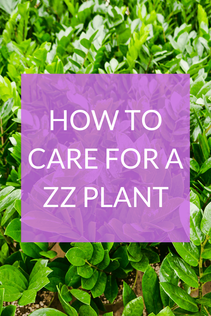 ZZ Plant Care Tips: A Tough As Nails, Glossy Houseplant