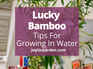 Lucky Bamboo In Water: 26 Growing Tips (2024 Guide)