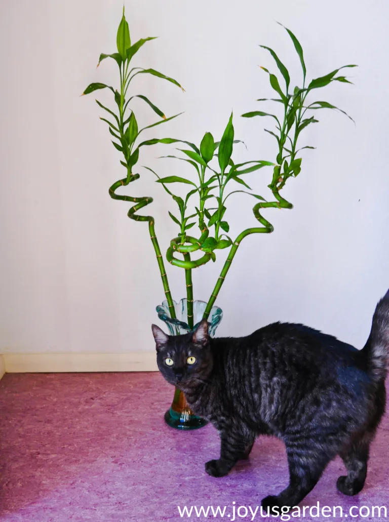 a small grey cat stands in front of a glass vase holding 3 stalks of lucky bamboo the text at the bottom reads joyusgarden.com