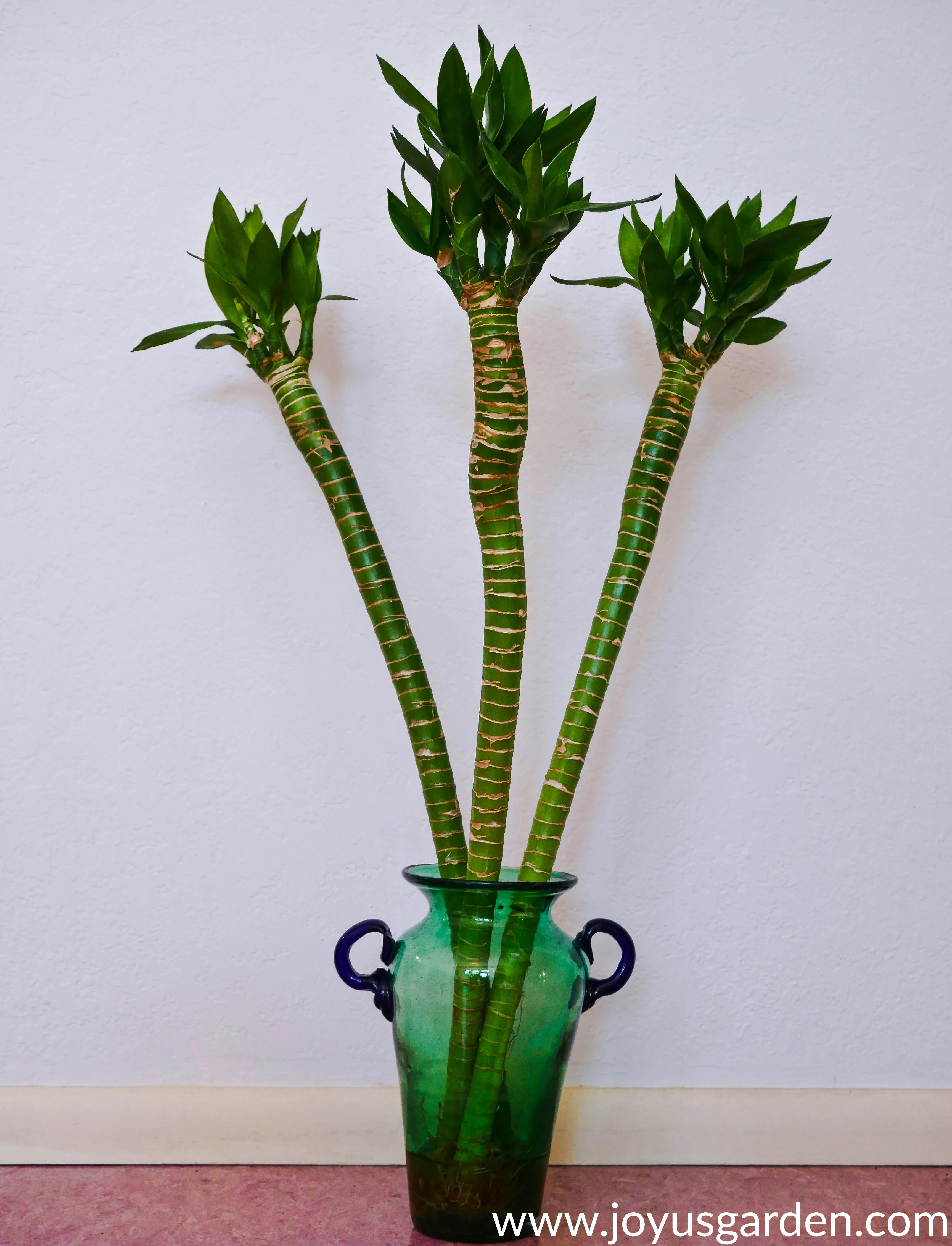 3 stalks of rose or lotus bamboo in a green glass vase with blue handles