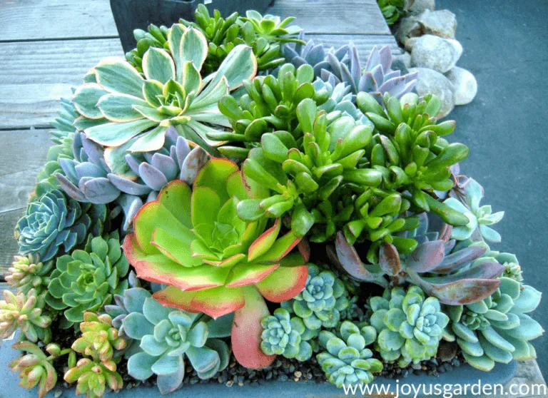 a beautiful mixed succulent planting