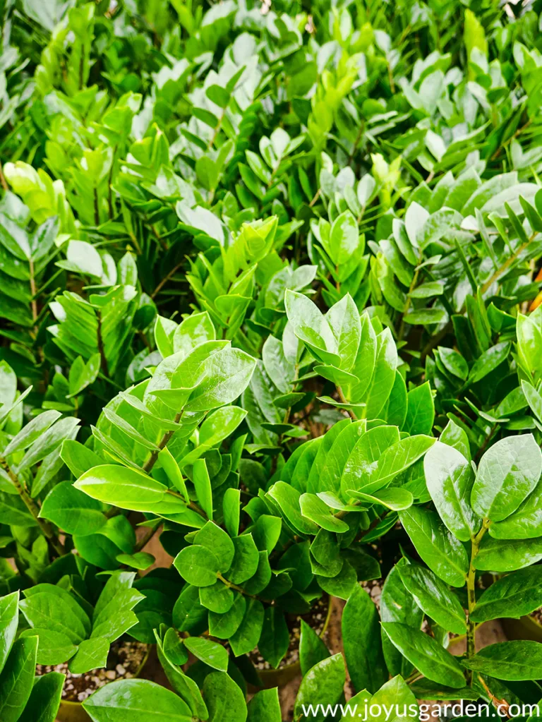 Many ZZ Plants with glossy green foliage growing in a greenhouse. the text reads joyusgarden.com.