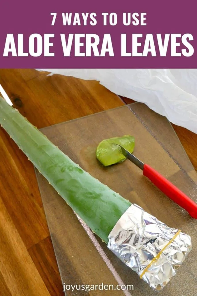 an aloe vera leaf with the end wrapped in foil sits next to a cut chunk of aloe vera leaf the ext reads 7 ways to use aloe vera leaves