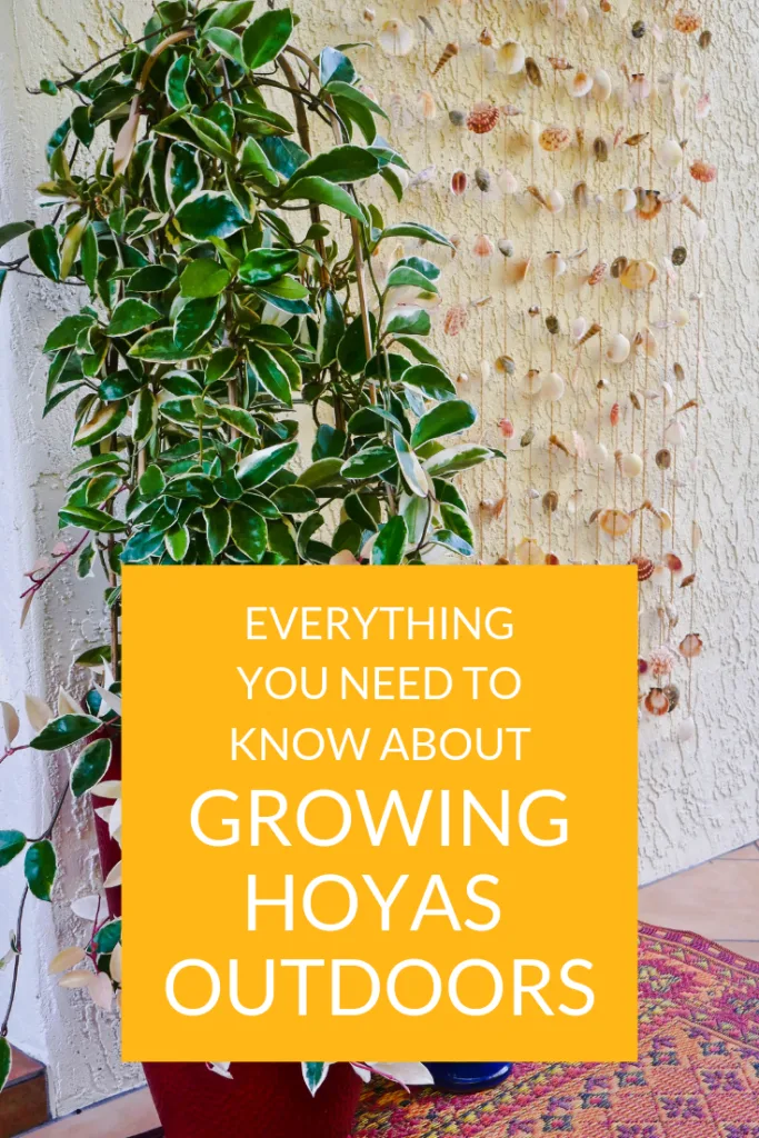 Growing Hoya Plants Outdoors