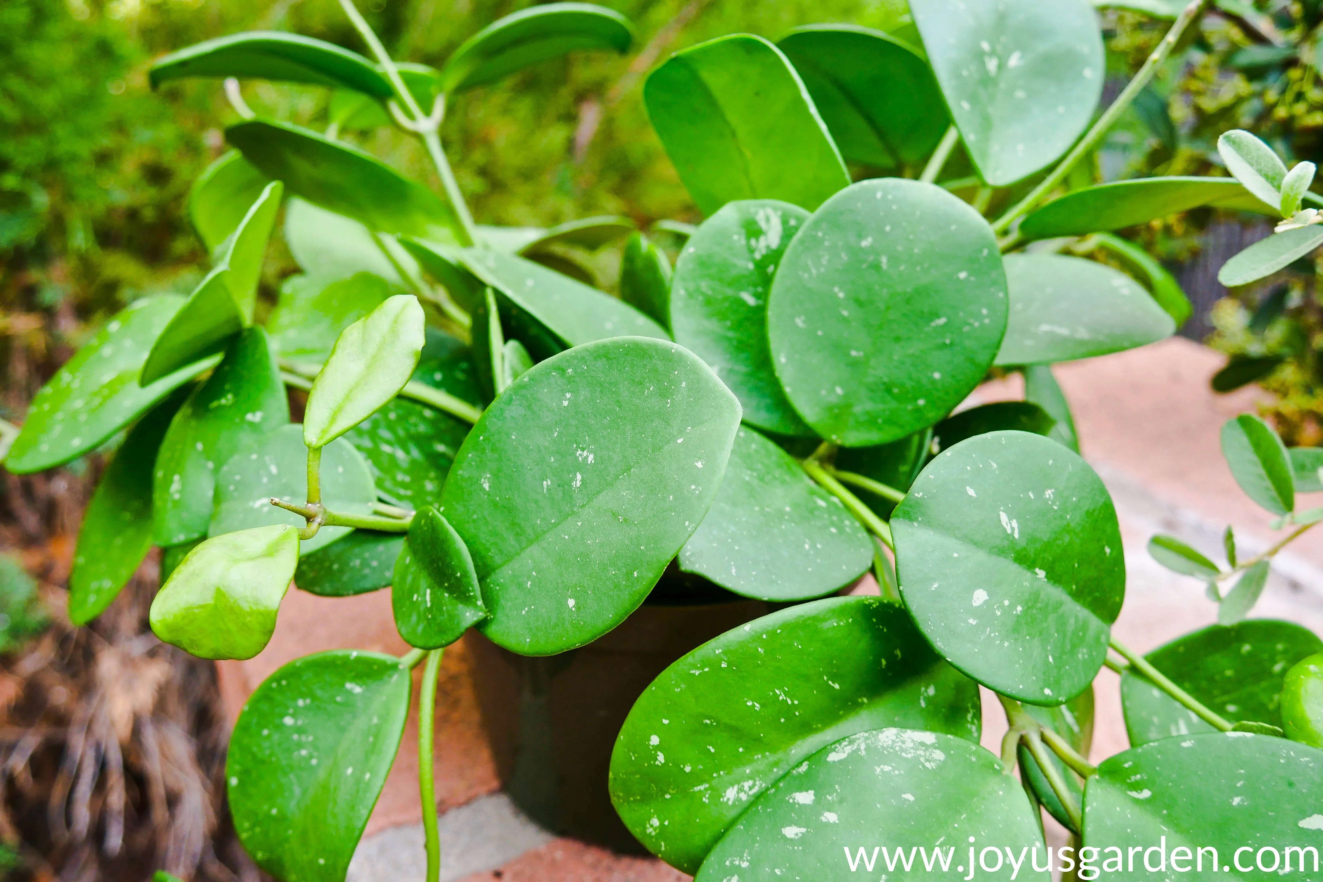 Close up of the large leaves of a hoya obovata.