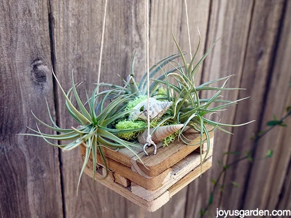 a small hanging wood orchid basket holds small air plants & shells