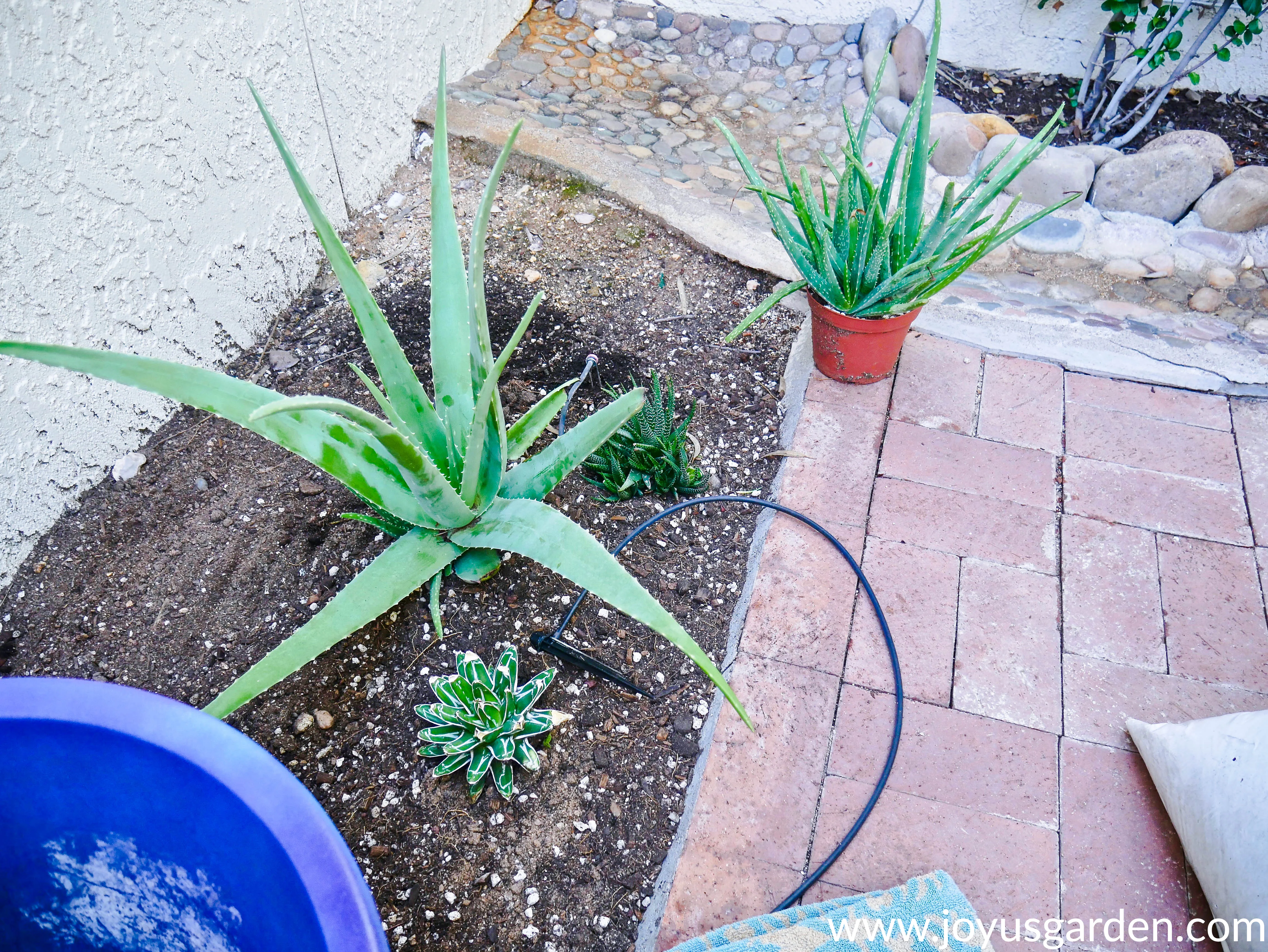 looking down on succulents, 2 of them aloe vera, next to a brick walkway