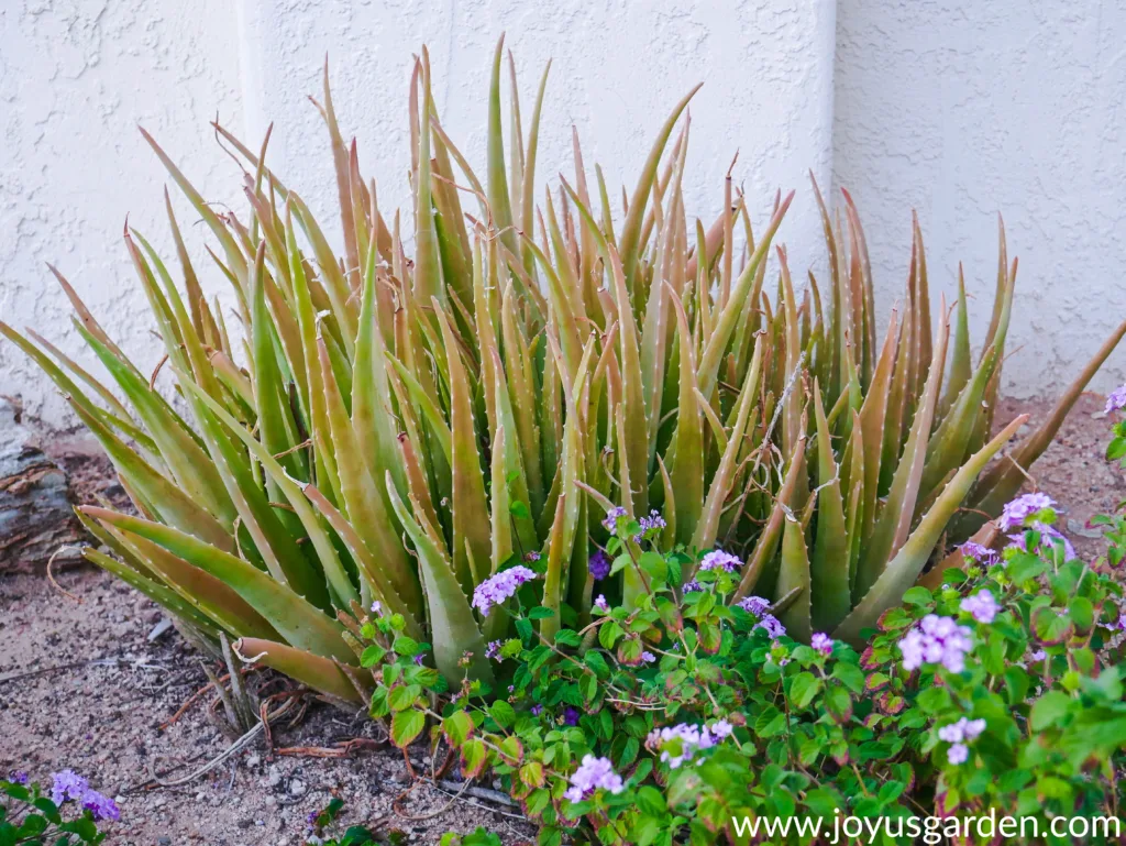 a clump of aloe vera with tinges of orange/brown growing in the ground next to lavender lantana