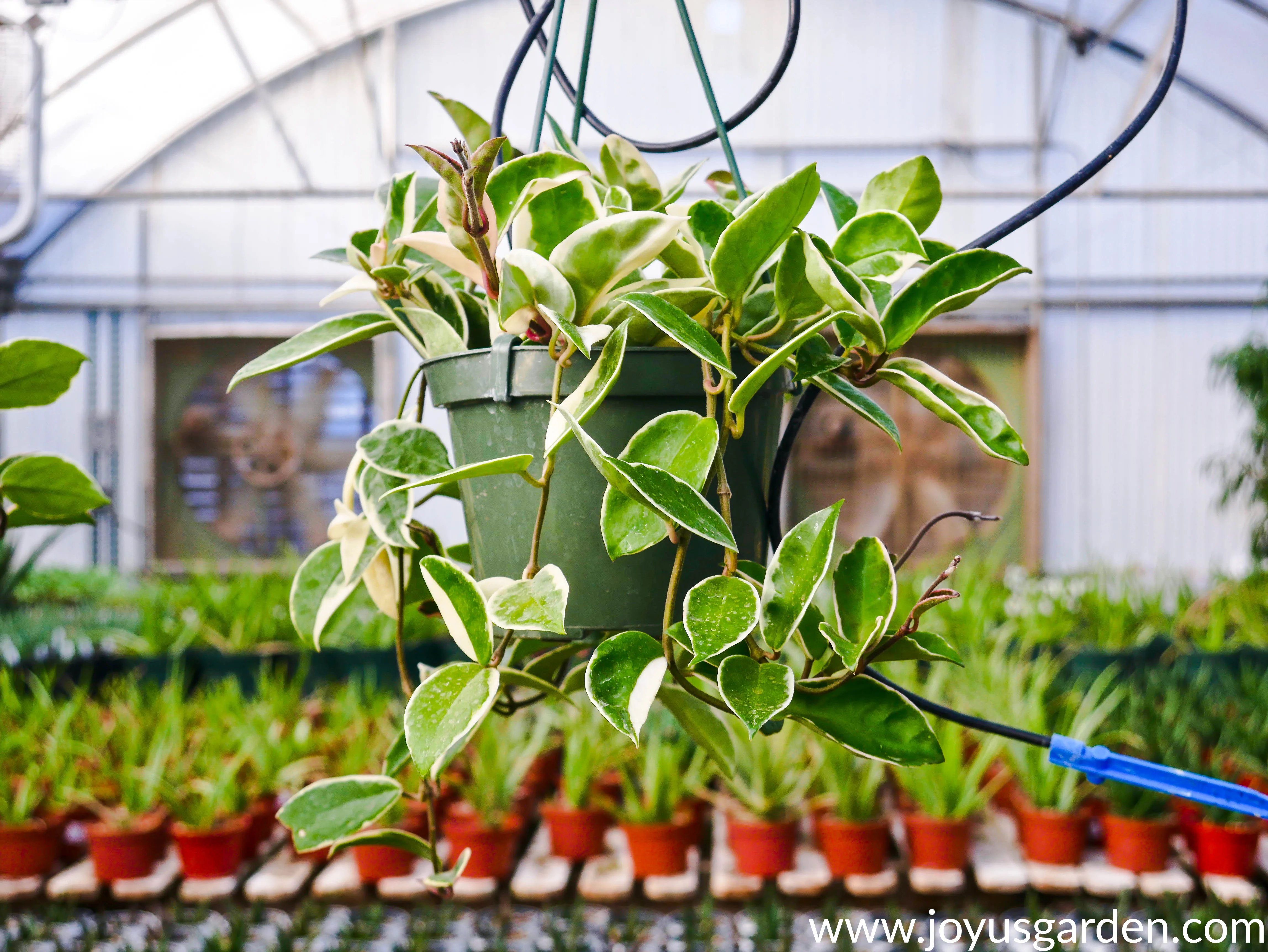 A variegated hoya hangs in a greenhouse.