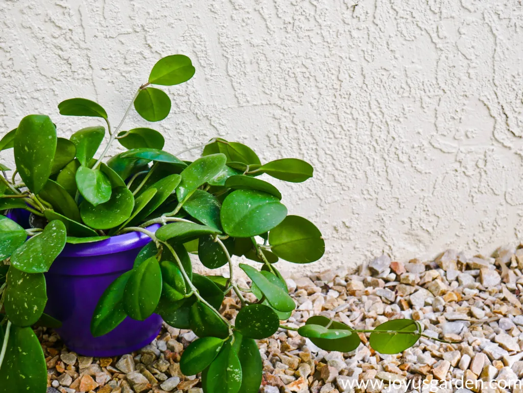 close up of a hoya obovata in a purple pot 