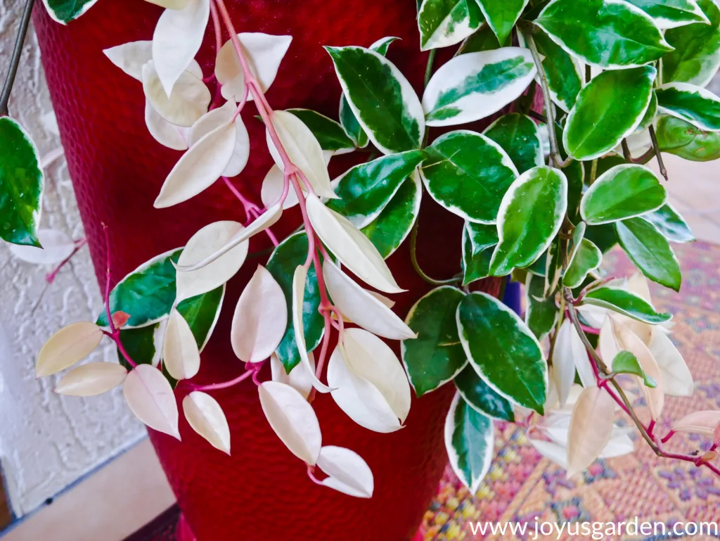 close up of variegated hoya foliage hanging over a tall red pot