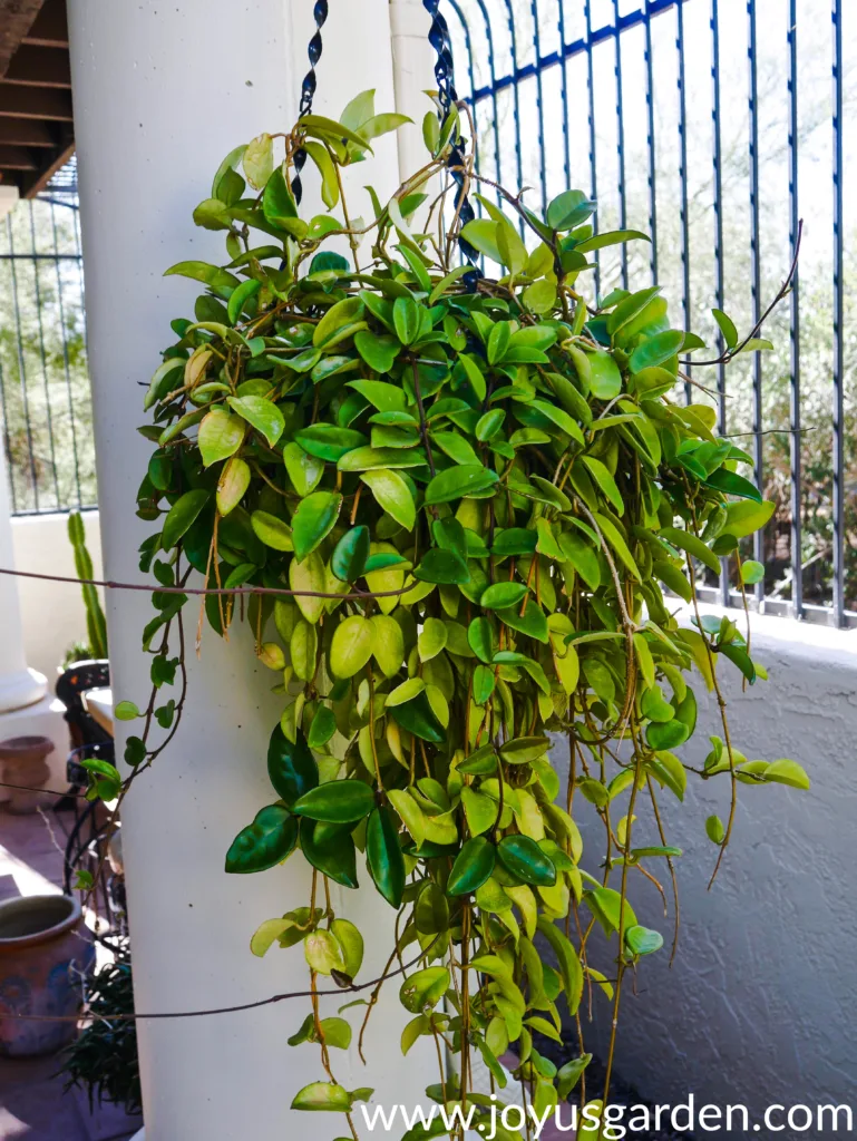 a large hanging hoya with some green leaves & some yellowish leaves