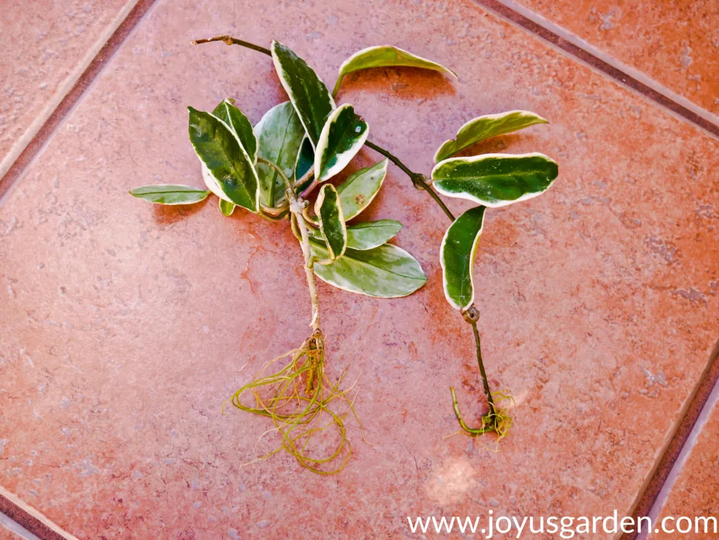 close up of 2 variegated hoya cuttings with roots