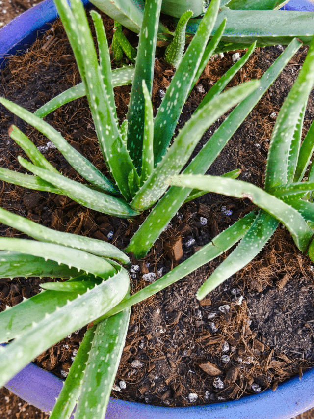 A Complete Guide To Planting Aloe Vera In Pots