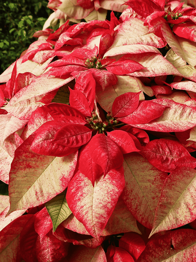 Tips For Picking a Poinsettia & Growing a Poinsettia