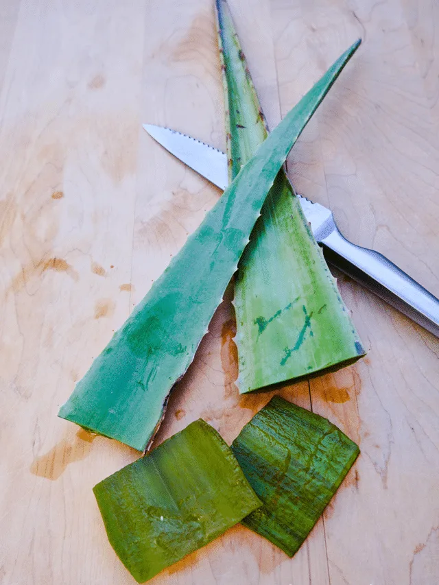 2 large aloe vera leaves sit on top of a knife with 2 small cut pieces of aloe vera right below