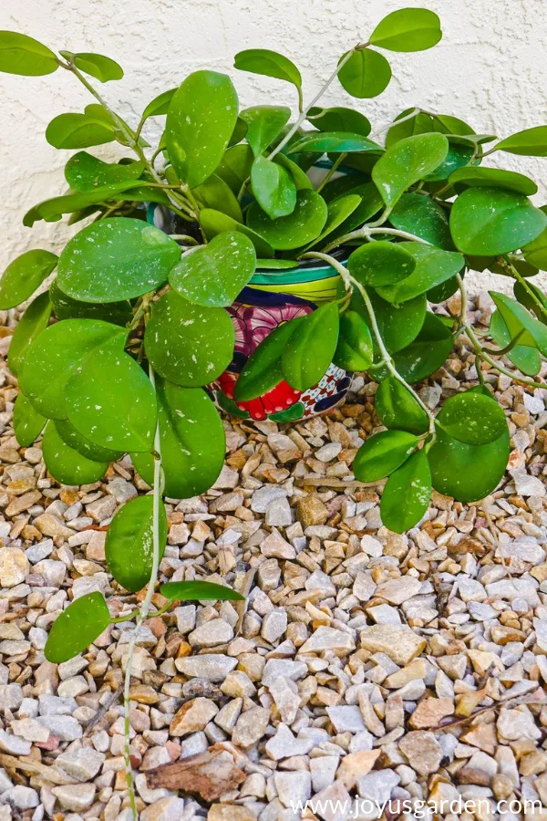 Hoya obovata in a decorative talavera pot sits outside on a gravel surface.