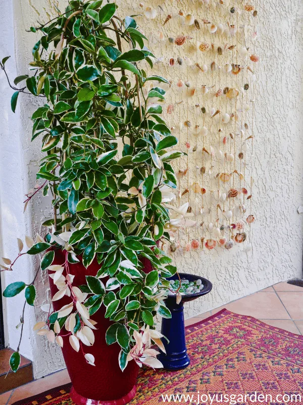 a variegated hoya topiary grows in a tall red pot next to a curtain of hanging seashells