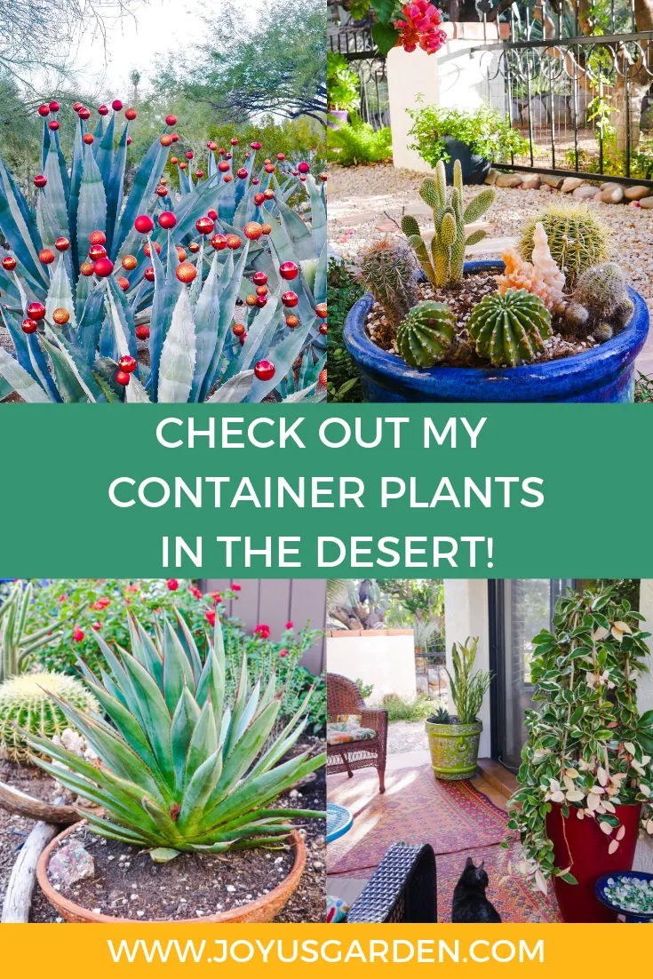 a collage comprised of 4 photos with desert plants the text reads check out my container plants in the desert with www.joyusgarden.com at the bottom