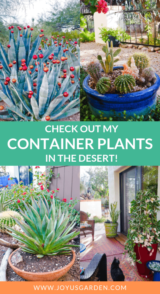 Container Plants in the Desert