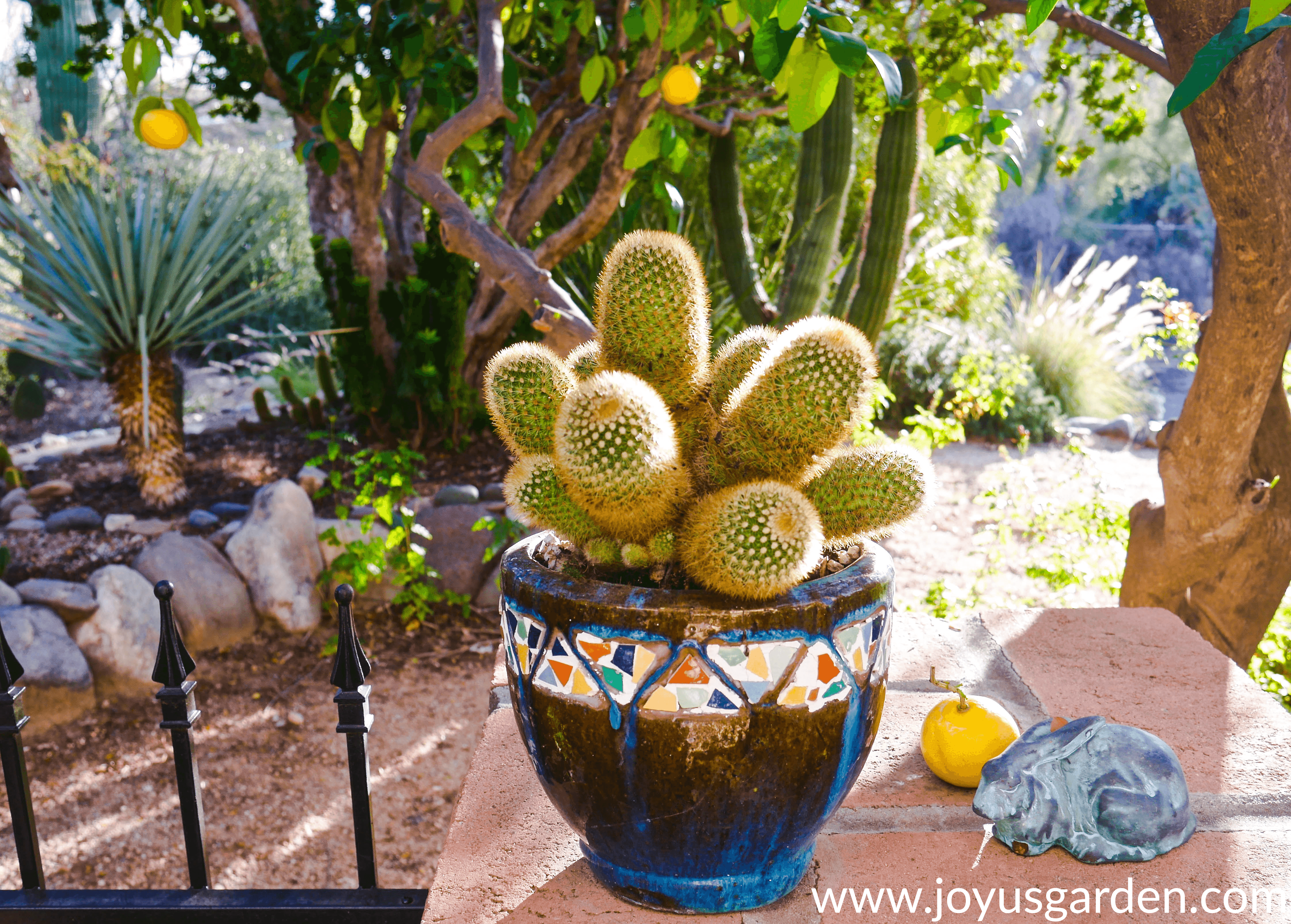 close up of a small cactus growing in a pot with desert plants in the background